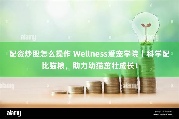 配资炒股怎么操作 Wellness爱宠学院丨科学配比猫粮，助力幼猫茁壮成长！